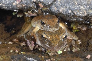 Booroolong_mating_Hunter_reduced