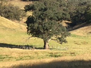 Paddock tree