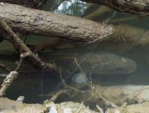 Murray cod with snag