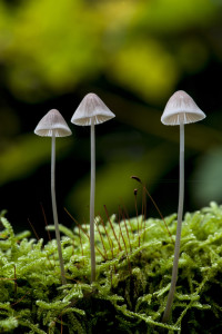 Mycena sp. MYC9269 (1)