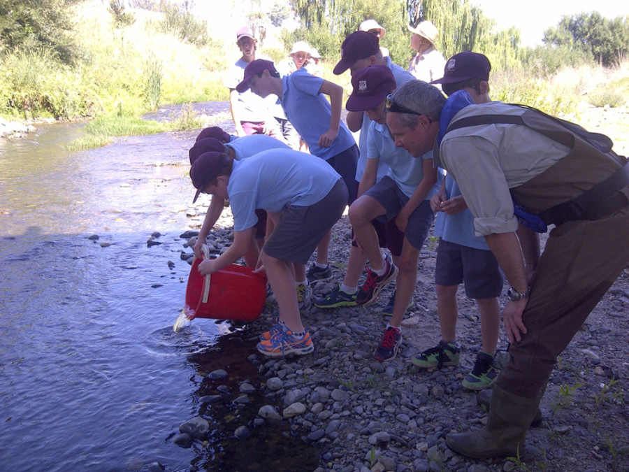 Students releasing murray cod fingerlings