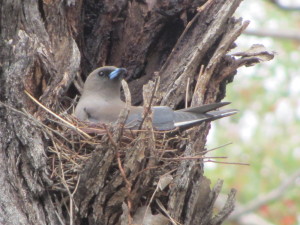 Dusky Woodswallow
